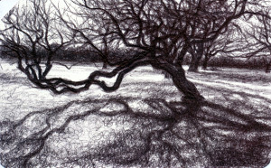 Live Oak, Archival ballpoint on Metrocard, Private Collection