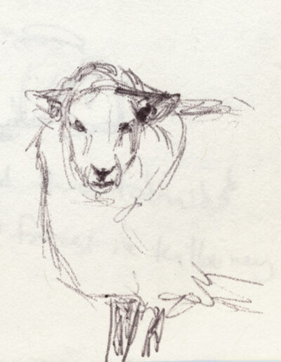 Sheep Study, 2019, ballpoint on paper, 9 x 6 inches
